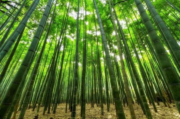 O Crescimento Invisível: Uma Parábola do Bambu Chinês e a Paciência de Deus