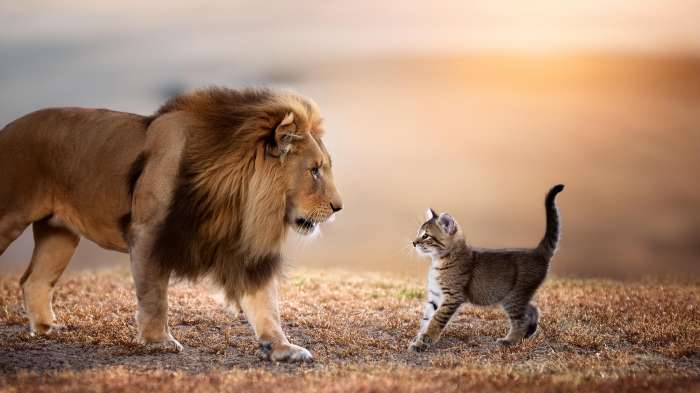 O Leão na Selva, o Gatinho e a Batalha Espiritual